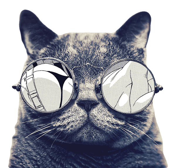 gato de óculos escuro